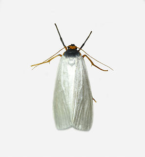 Agylla nivea, Los Cedros Reserve, Ecuador  Agylla nivea,Ecuador,Ecuador 2021,Fall,Geotagged,Los Cedros Reserve,South America,World