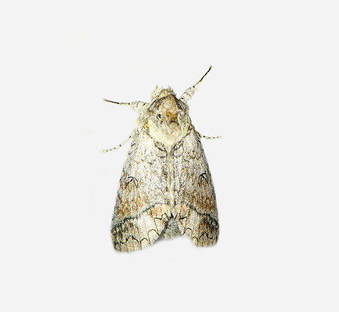 Sericochroa, Los Cedros Reserve, Ecuador  Ecuador,Ecuador 2021,Fall,Geotagged,Los Cedros Reserve,South America,World