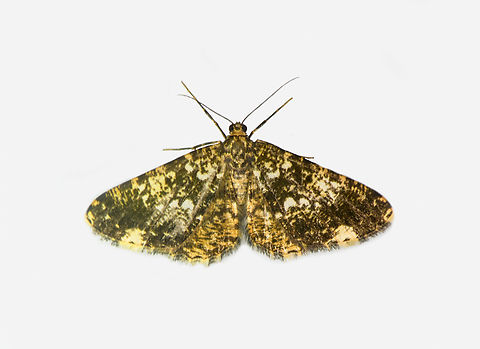 Melanolophia sp., Los Cedros Reserve, Ecuador  Ecuador,Ecuador 2021,Fall,Geotagged,Los Cedros Reserve,South America,World