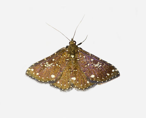 Eois sp., Los Cedros Reserve, Ecuador  Ecuador,Ecuador 2021,Fall,Geotagged,Los Cedros Reserve,South America,World