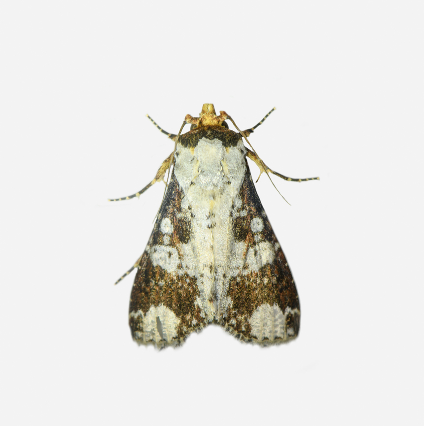 Condica mimica, Los Cedros Reserve, Ecuador  Condica mimica,Ecuador,Ecuador 2021,Fall,Geotagged,Los Cedros Reserve,South America,World