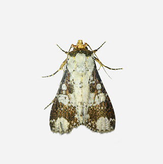 Condica mimica, Los Cedros Reserve, Ecuador  Condica mimica,Ecuador,Ecuador 2021,Fall,Geotagged,Los Cedros Reserve,South America,World