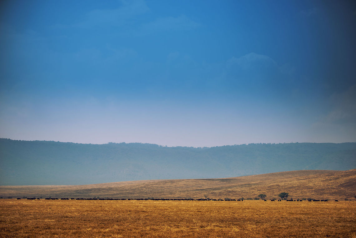 African Buffalo herd on Ngorongoro crater floor On this photo you can see vastness of the Ngorongoro crater floor, which is largely flat, yet has some slight hills in it. The black line in the middle is a large group of African (or Cape) Buffalos. Africa,African buffalo,Geotagged,Ngorongoro,Ngorongoro Crater,Serengeti area,Syncerus caffer,Tanzania
