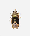 Gonodonta indentata, Los Cedros Reserve, Ecuador  Ecuador,Ecuador 2021,Fall,Geotagged,Gonodonta indentata,Los Cedros Reserve,South America,World
