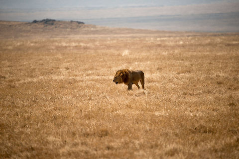 Male lion on the move on Ngorongoro crater floor  Africa,Geotagged,Lion,Ngorongoro,Ngorongoro Crater,Panthera leo,Serengeti area,Tanzania
