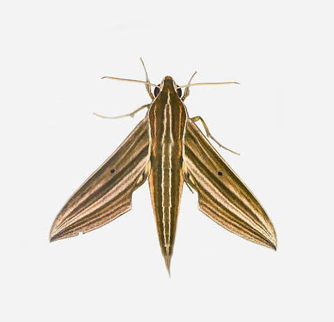 Xylophanes titana, Los Cedros Reserve, Ecuador  Ecuador,Ecuador 2021,Fall,Geotagged,Los Cedros Reserve,South America,World,Xylophanes titana