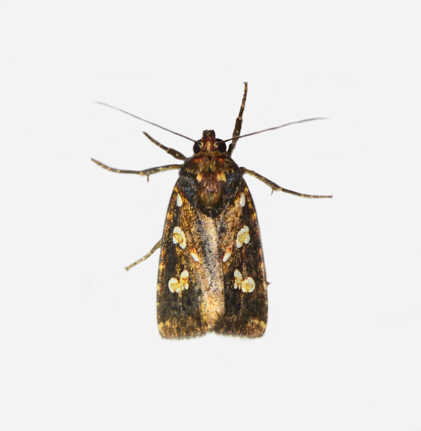 Calymniodes conchylis, Los Cedros Reserve, Ecuador  Calymniodes conchylis,Ecuador,Ecuador 2021,Fall,Geotagged,Los Cedros Reserve,South America,World