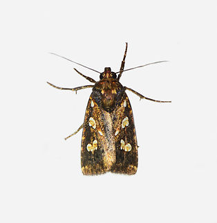 Calymniodes conchylis, Los Cedros Reserve, Ecuador  Calymniodes conchylis,Ecuador,Ecuador 2021,Fall,Geotagged,Los Cedros Reserve,South America,World