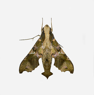 Callionima denticulata, Los Cedros Reserve, Ecuador  Callionima denticulata,Ecuador,Ecuador 2021,Fall,Geotagged,Los Cedros Reserve,South America,World