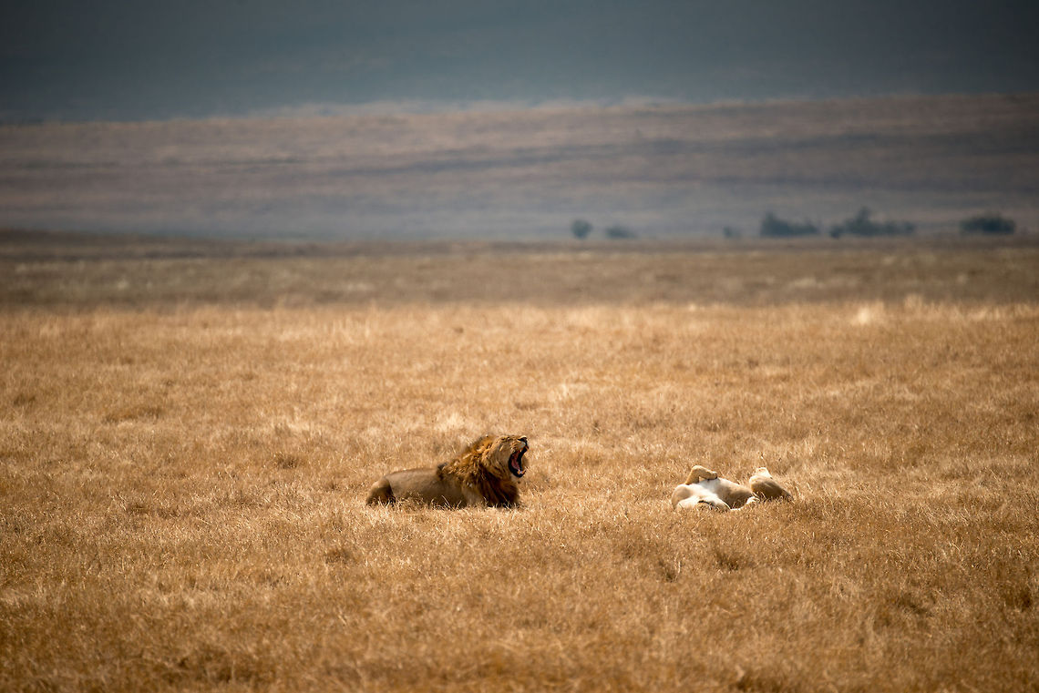 Lazy big cats on Ngorongoro crater floor The male lion yawning, the lioness in a typical lazy pose, similar to our domestic cat. I resisted applying a belly rub this time. Africa,Geotagged,Lion,Ngorongoro,Ngorongoro Crater,Panthera leo,Serengeti area,Tanzania