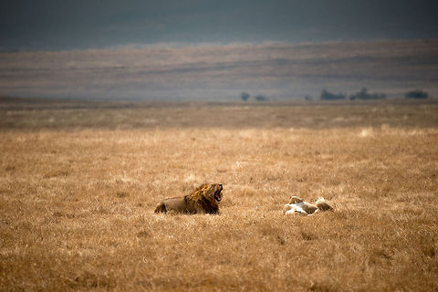 Lazy big cats on Ngorongoro crater floor The male lion yawning, the lioness in a typical lazy pose, similar to our domestic cat. I resisted applying a belly rub this time. Africa,Geotagged,Lion,Ngorongoro,Ngorongoro Crater,Panthera leo,Serengeti area,Tanzania