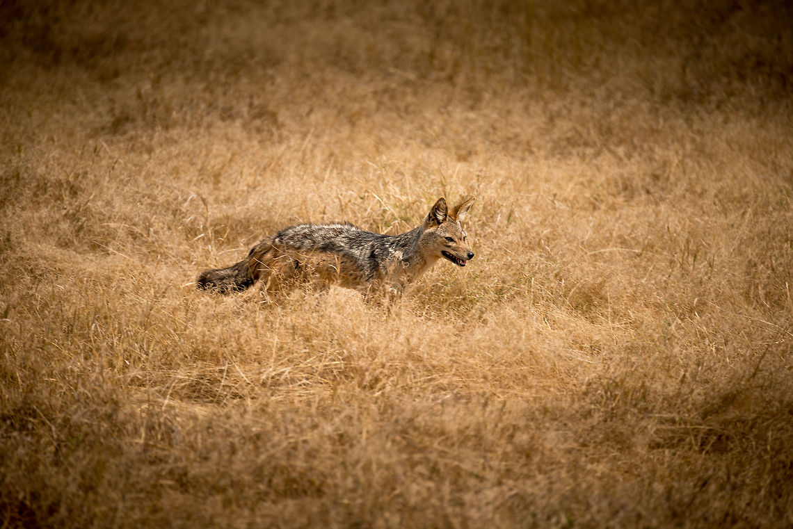Black-backed jackal on Ngorongoro crater floor We were very happy to spot this sneaky carnivore, it seemed to come out of nowhere, making good use of the grass on the Ngorongoro crater floor. Jackals are highly diverse in their diet. They do their own hunting on small mammals and reptiles, yet they also hunt in packs for small antelopes, and occasionally they still kills from big cats. And if all else fails, they even eat fruit. Africa,Black-backed jackal,Canis mesomelas,Geotagged,Ngorongoro,Ngorongoro Crater,Serengeti area,Tanzania