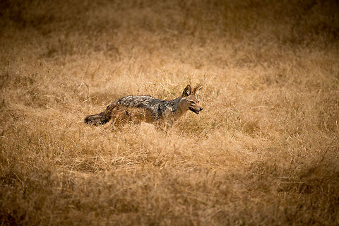 Black-backed jackal on Ngorongoro crater floor We were very happy to spot this sneaky carnivore, it seemed to come out of nowhere, making good use of the grass on the Ngorongoro crater floor. Jackals are highly diverse in their diet. They do their own hunting on small mammals and reptiles, yet they also hunt in packs for small antelopes, and occasionally they still kills from big cats. And if all else fails, they even eat fruit. Africa,Black-backed jackal,Canis mesomelas,Geotagged,Ngorongoro,Ngorongoro Crater,Serengeti area,Tanzania