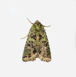 Heterochroma beryllus, Los Cedros Reserve, Ecuador  Ecuador,Ecuador 2021,Fall,Geotagged,Heterochroma beryllus,Los Cedros Reserve,South America,World