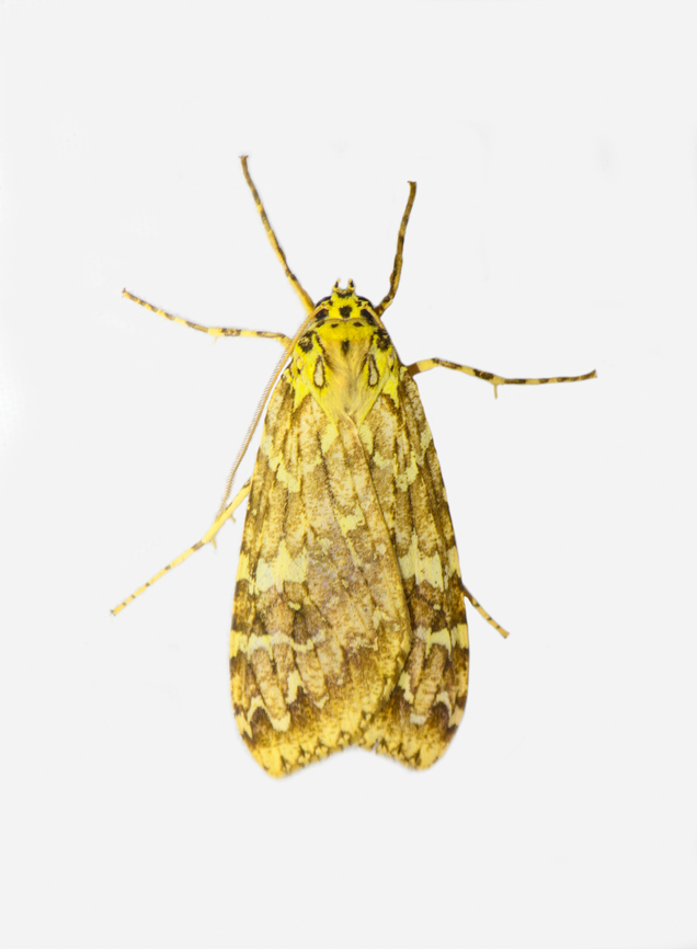 Undescribed tiger moth, Phaegoptera sp., Los Cedros Reserve, Eduador Reference:<br />
<a href="https://leps.fieldguide.ai/figure/59b7299b8f0e3750ed6c024c/detail?profile=figures&amp;category=5dd6c115748e5b6c9a9d385e" rel="nofollow">https://leps.fieldguide.ai/figure/59b7299b8f0e3750ed6c024c/detail?profile=figures&amp;category=5dd6c115748e5b6c9a9d385e</a> Ecuador,Ecuador 2021,Fall,Geotagged,Los Cedros Reserve,Phaegoptera,South America,World