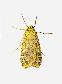 Undescribed tiger moth, Phaegoptera sp., Los Cedros Reserve, Eduador Reference:
https://leps.fieldguide.ai/figure/59b7299b8f0e3750ed6c024c/detail?profile=figures&category=5dd6c115748e5b6c9a9d385e Ecuador,Ecuador 2021,Fall,Geotagged,Los Cedros Reserve,Phaegoptera,South America,World