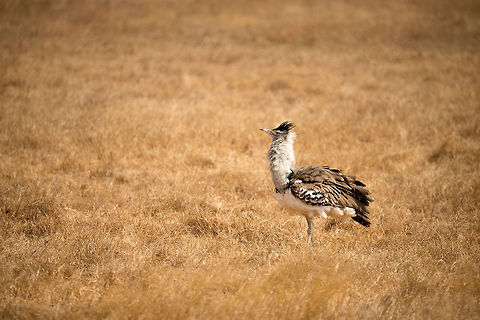 Kori Bustard on Ngorongoro crater floor - feathers out Africa,Ardeotis kori,Geotagged,Kori Bustard,Ngorongoro,Ngorongoro Crater,Serengeti area,Tanzania