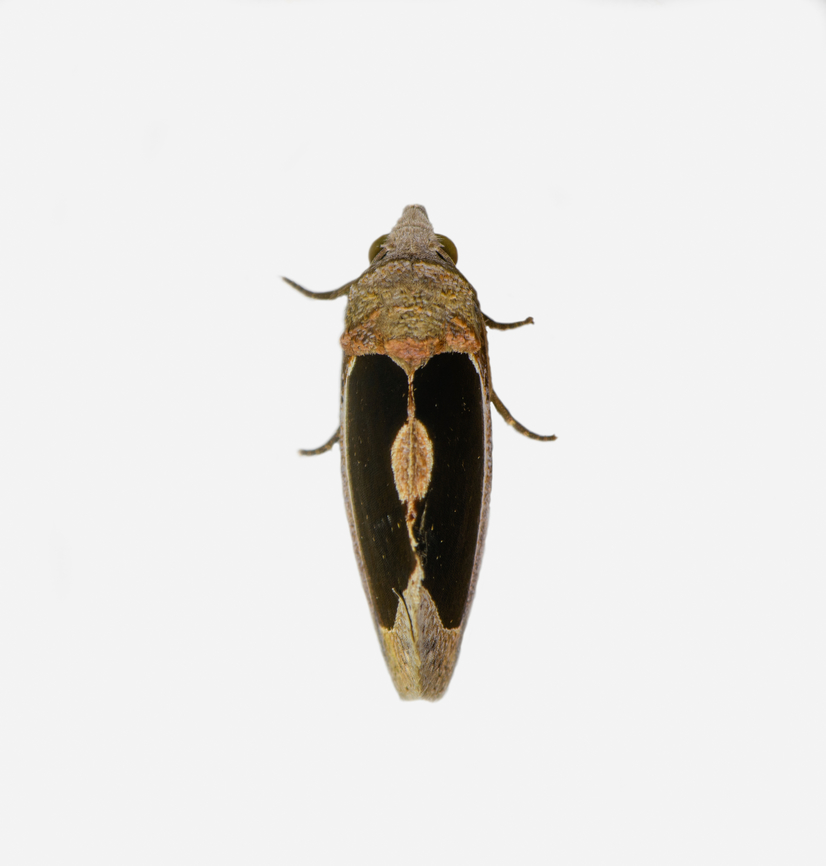 Gonodonta sinaldus, Los Cedros Reserve, Ecuador Looks similar to my earlier observation but it seems to be a separate species:<br />
<figure class="photo"><a href="https://www.jungledragon.com/image/134060/gonodonta_indentata_los_cedros_reserve_ecuador.html" title="Gonodonta indentata, Los Cedros Reserve, Ecuador"><img src="https://s3.amazonaws.com/media.jungledragon.com/images/2/134060_thumb.jpg?AWSAccessKeyId=05GMT0V3GWVNE7GGM1R2&Expires=1759968010&Signature=g6SrDj12CfBKeI2mbISA9yUXGmg%3D" width="126" height="152" alt="Gonodonta indentata, Los Cedros Reserve, Ecuador  Ecuador,Ecuador 2021,Fall,Geotagged,Gonodonta indentata,Los Cedros Reserve,South America,World" /></a></figure><br />
A less likely candidate is Gonodonta milla. Ecuador,Ecuador 2021,Fall,Geotagged,Gonodonta sinaldus,Los Cedros Reserve,South America,World