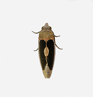 Gonodonta sinaldus, Los Cedros Reserve, Ecuador Looks similar to my earlier observation but it seems to be a separate species:
https://www.jungledragon.com/image/134060/gonodonta_indentata_los_cedros_reserve_ecuador.html
A less likely candidate is Gonodonta milla. Ecuador,Ecuador 2021,Fall,Geotagged,Gonodonta sinaldus,Los Cedros Reserve,South America,World