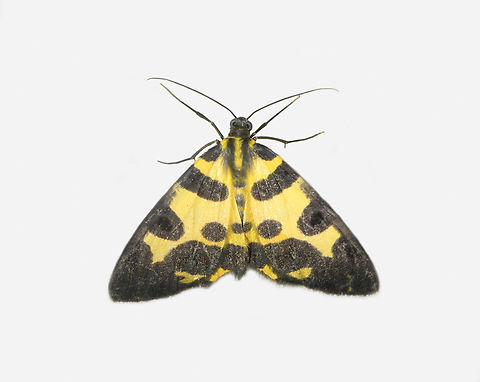 Pantherodes conglomerata, Los Cedros Reserve, Ecuador  Ecuador,Ecuador 2021,Fall,Geotagged,Los Cedros Reserve,Pantherodes conglomerata,South America,World