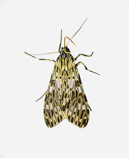 Eucereon rogersi, Los Cedros Reserve, Ecuador  Ecuador,Ecuador 2021,Eucereon rogersi,Fall,Geotagged,Los Cedros Reserve,South America,World