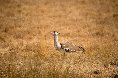 Kori Bustard on Ngorongoro crater floor - side view  Africa,Ardeotis kori,Geotagged,Kori Bustard,Ngorongoro,Ngorongoro Crater,Serengeti area,Tanzania