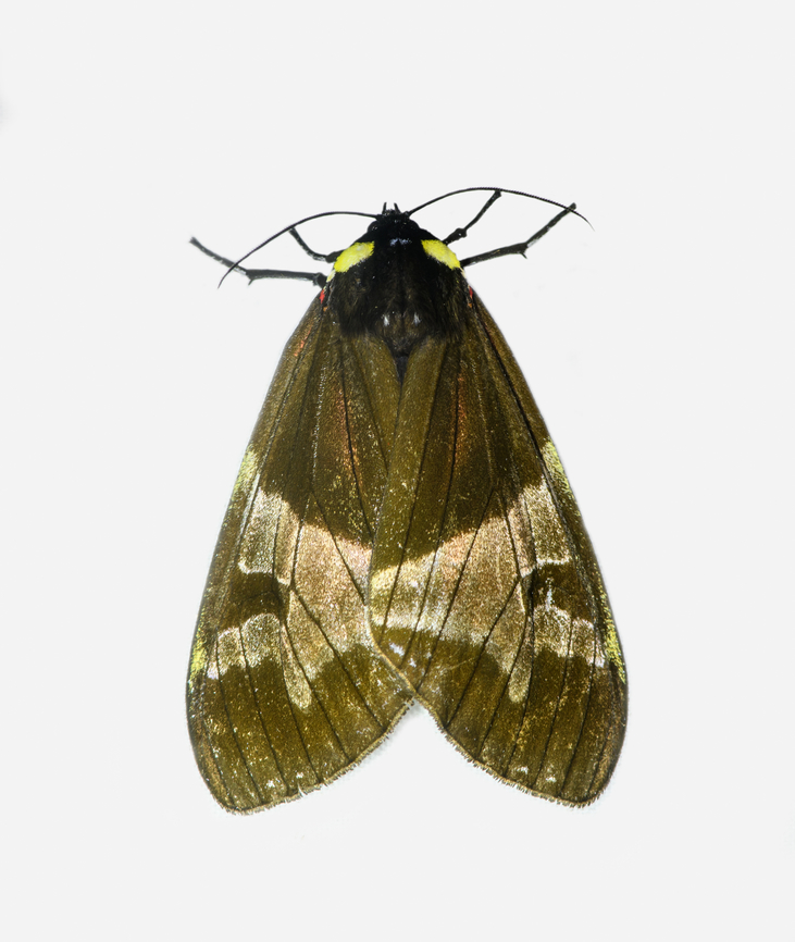 Dysschema marginalis, Los Cedros Reserve, Ecuador  Dysschema marginalis,Ecuador,Ecuador 2021,Fall,Geotagged,Los Cedros Reserve,South America,World