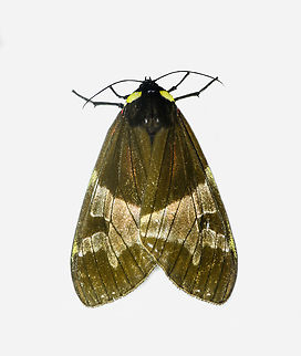 Dysschema marginalis, Los Cedros Reserve, Ecuador  Dysschema marginalis,Ecuador,Ecuador 2021,Fall,Geotagged,Los Cedros Reserve,South America,World