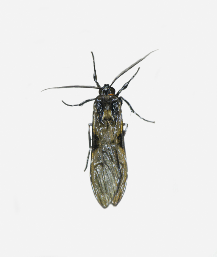 Eucereon obscura, Los Cedros Reserve, Ecuador  Ecuador,Ecuador 2021,Eucereon obscura,Fall,Geotagged,Los Cedros Reserve,South America,World