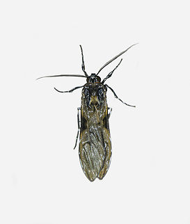 Eucereon obscura, Los Cedros Reserve, Ecuador  Ecuador,Ecuador 2021,Eucereon obscura,Fall,Geotagged,Los Cedros Reserve,South America,World