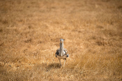 Kori Bustard on Ngorongoro crater floor - front view  Africa,Ardeotis kori,Geotagged,Kori Bustard,Ngorongoro,Ngorongoro Crater,Serengeti area,Tanzania