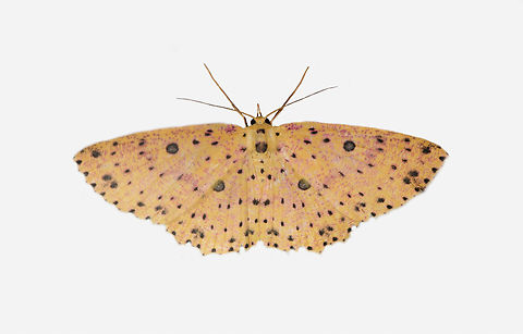 Anisodes prunelliaria, Los Cedros Reserve, Ecuador  Anisodes prunelliaria,Ecuador,Ecuador 2021,Fall,Geotagged,Los Cedros Reserve,South America,World