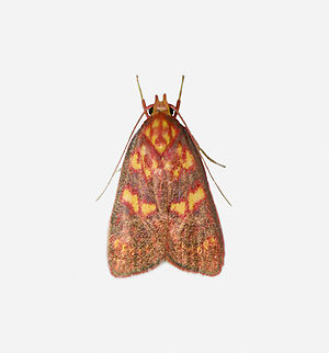 Himmacia inflammata, Los Cedros Reserve, Ecuador  Ecuador,Ecuador 2021,Fall,Geotagged,Himmacia inflammata,Los Cedros Reserve,South America,World