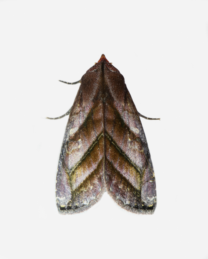 Hemicephalis paulina, Los Cedros Reserve, Ecuador  Ecuador,Ecuador 2021,Fall,Geotagged,Hemicephalis paulina,Los Cedros Reserve,South America,World