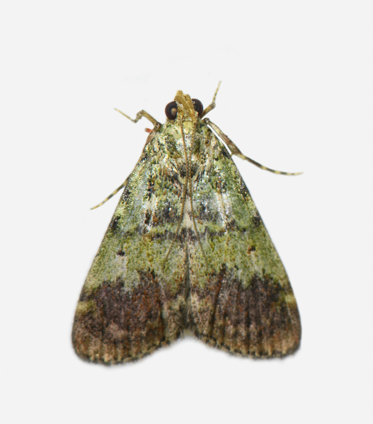 Epipaschiinae / Epipaschia, Los Cedros Reserve, Ecuador  Ecuador,Ecuador 2021,Fall,Geotagged,Los Cedros Reserve,South America,World