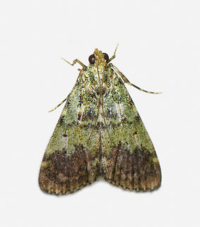 Epipaschiinae / Epipaschia, Los Cedros Reserve, Ecuador  Ecuador,Ecuador 2021,Fall,Geotagged,Los Cedros Reserve,South America,World