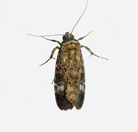 Armyworm moth, Los Cedros Reserve, Ecuador  Ecuador,Ecuador 2021,Fall,Geotagged,Los Cedros Reserve,South America,World