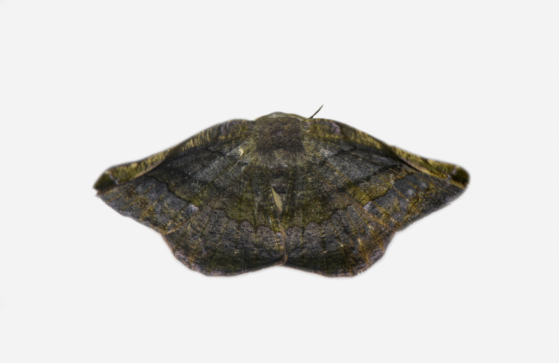 Oxydia, Los Cedros Reserve, Ecuador A faded Oxydia scriptipennaria, perhaps, but not sure. Ecuador,Ecuador 2021,Fall,Geotagged,Los Cedros Reserve,South America,World