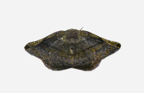 Oxydia, Los Cedros Reserve, Ecuador A faded Oxydia scriptipennaria, perhaps, but not sure. Ecuador,Ecuador 2021,Fall,Geotagged,Los Cedros Reserve,South America,World