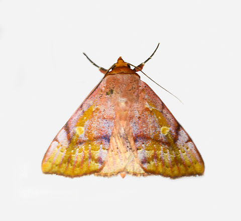 Erebidae / Euclidiini, Los Cedros Reserve, Ecuador Ourapterygini? Ecuador,Ecuador 2021,Fall,Geotagged,Los Cedros Reserve,South America,World