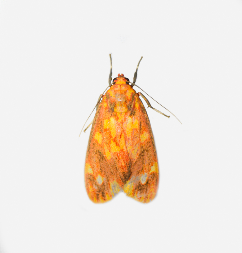 Melese sp., Los Cedros Reserve, Ecuador  Ecuador,Ecuador 2021,Fall,Geotagged,Los Cedros Reserve,South America,World