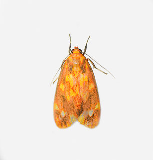 Melese sp., Los Cedros Reserve, Ecuador  Ecuador,Ecuador 2021,Fall,Geotagged,Los Cedros Reserve,South America,World
