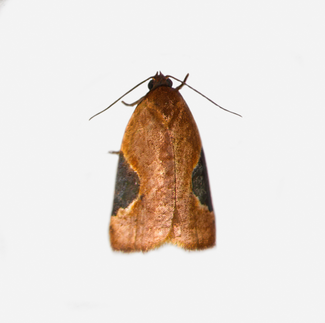 Tortricidae, Los Cedros Reserve, Ecuador Cut out from another photo. Ecuador,Ecuador 2021,Fall,Geotagged,Los Cedros Reserve,South America,World
