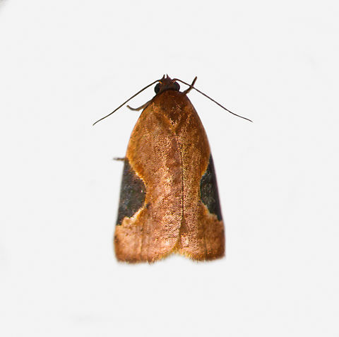 Tortricidae, Los Cedros Reserve, Ecuador Cut out from another photo. Ecuador,Ecuador 2021,Fall,Geotagged,Los Cedros Reserve,South America,World