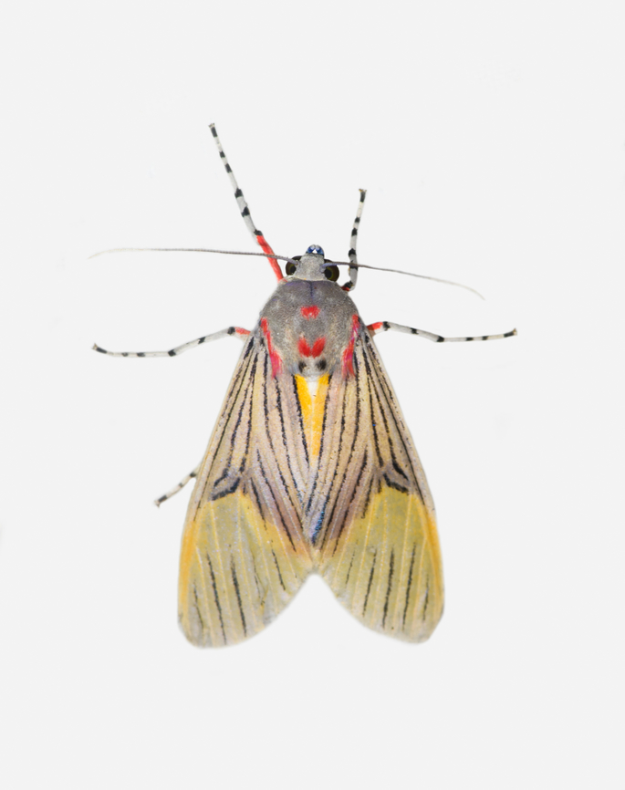 Idalus perlineosa, Los Cedros Reserve, Ecuador  Ecuador,Ecuador 2021,Fall,Geotagged,Idalus perlineosa,Los Cedros Reserve,South America,World