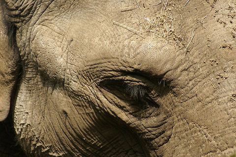 Asian elephant closeup A really close view of the head of an Asian Elephant Asian Elephant,Asian elephant,Elephant,Elephas maximus,Proboscidea,Rhenen Zoo
