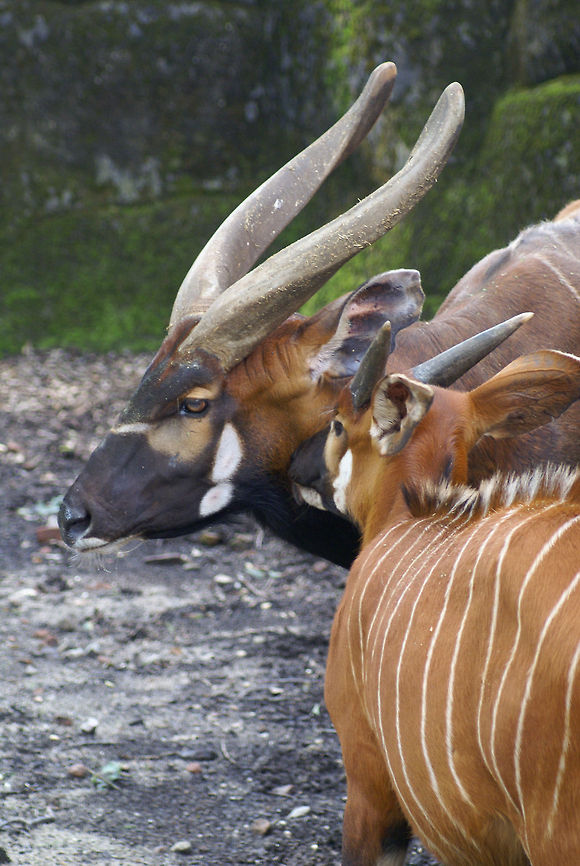 Male and female Bongo Witness the beauty, grace and power of the male Bongo, an antelope allmost in a threatened state. Bongo,Lowland bongo,Rhenen Zoo,Tragelaphus eurycerus,Western Bongo,Western/Lowland Bongo,antelope