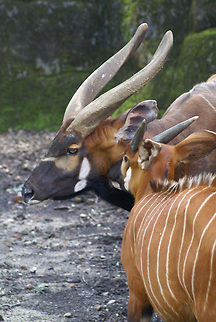 Male and female Bongo Witness the beauty, grace and power of the male Bongo, an antelope allmost in a threatened state. Bongo,Lowland bongo,Rhenen Zoo,Tragelaphus eurycerus,Western Bongo,Western/Lowland Bongo,antelope