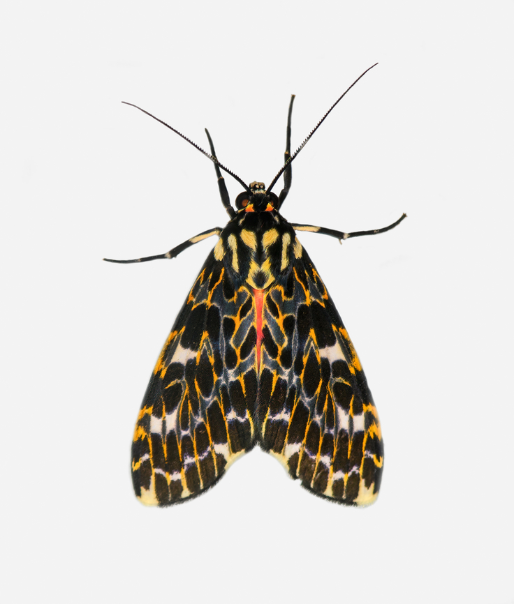 Eucereon tarona, Los Cedros Reserve, Ecuador  Ecuador,Ecuador 2021,Eucereon tarona,Fall,Geotagged,Los Cedros Reserve,South America,World