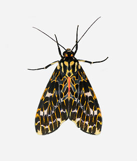 Eucereon tarona, Los Cedros Reserve, Ecuador  Ecuador,Ecuador 2021,Eucereon tarona,Fall,Geotagged,Los Cedros Reserve,South America,World